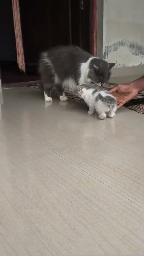Persian, farm video