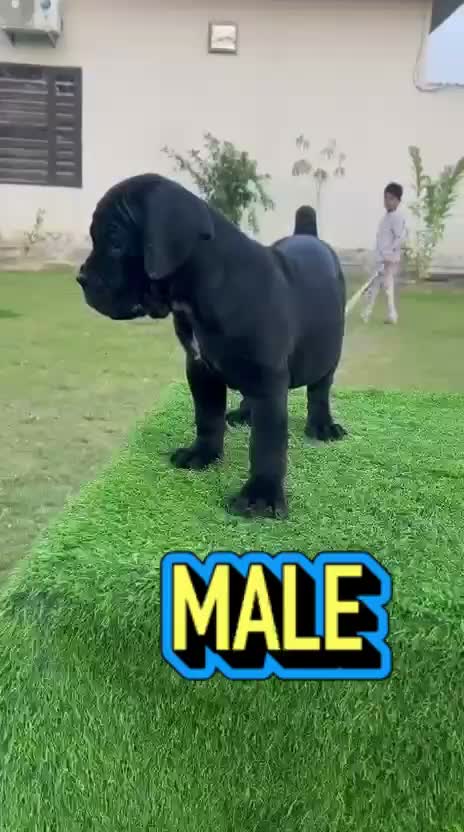 Cane Corso Puppy, farm video