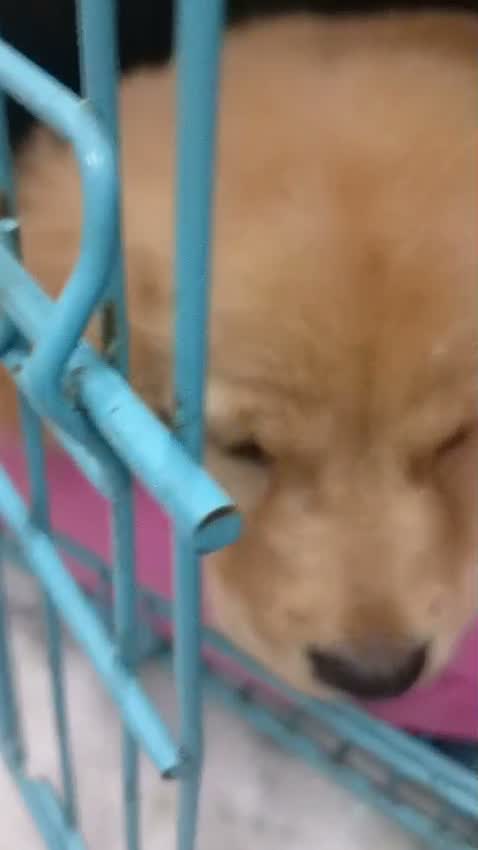 Golden Retriever, farm video