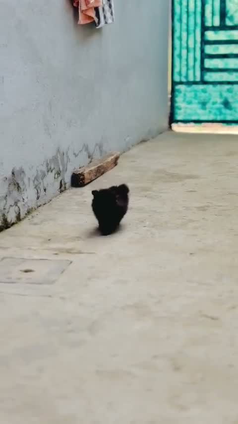 Culture Toy Pom Puppy | Black, farm video