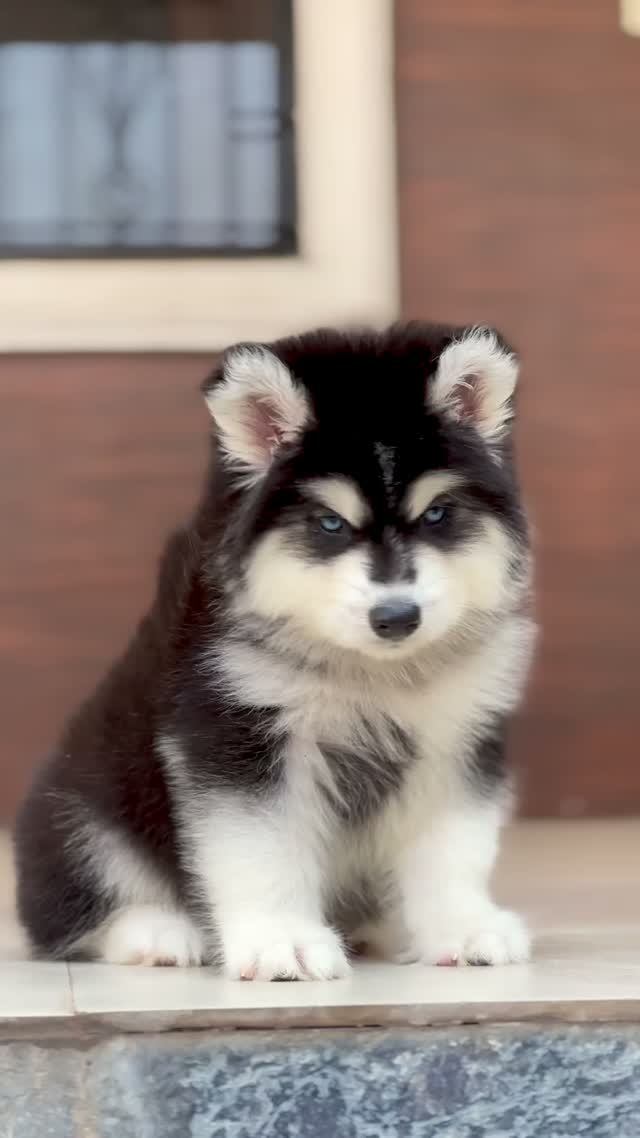 Siberian Husky Puppy | Black & White Color, farm video