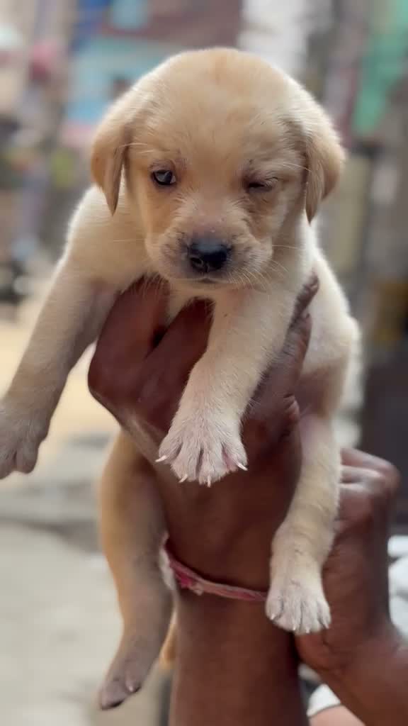Beagle Black & Tan Puppy, farm video