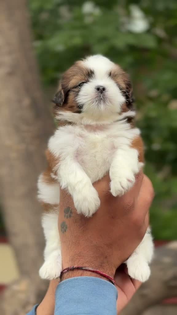 Shih Tzu | Black Color, farm video