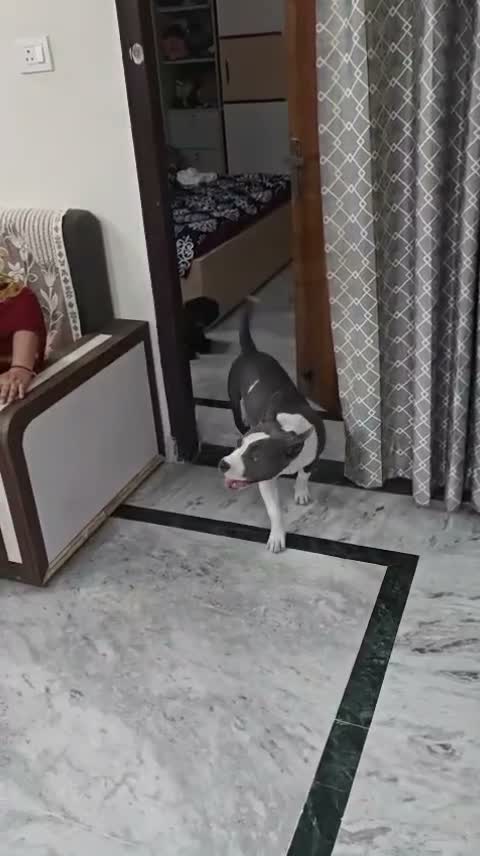 American Bully Pocket Size Puppy, farm video