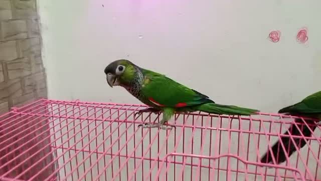 Black Capped Conure, farm video