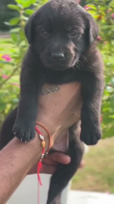 Beagle Black & Tan Puppy, farm video