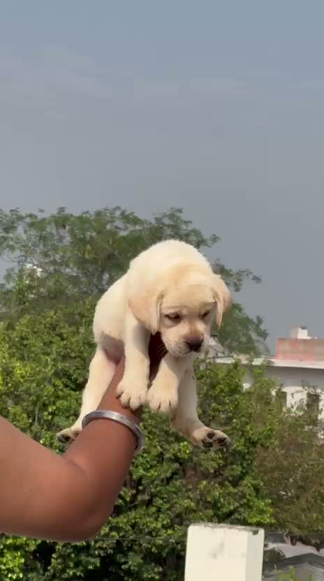 Dachshund Puppy | Brown, farm video