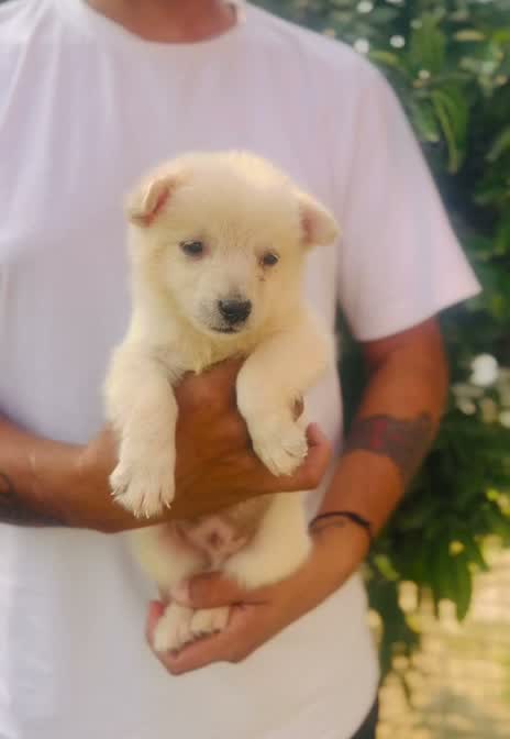 Culture Pom Puppy, farm video