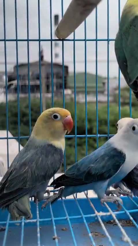 African Love Birds | Violet, farm video