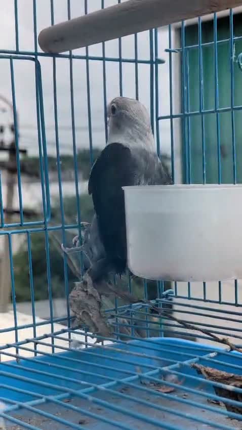 African Love Birds, farm video