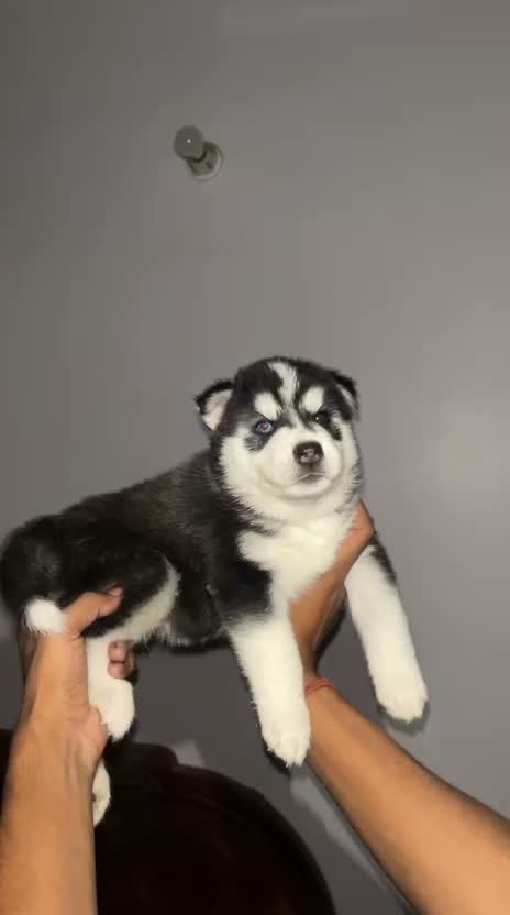 Siberian Husky Puppy | Black & White Color, farm video
