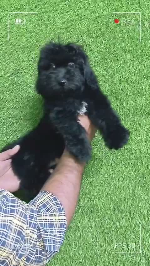 Maltipoo Puppy, farm video