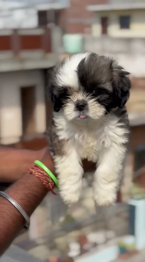 Shih Tzu | Black Color, farm video