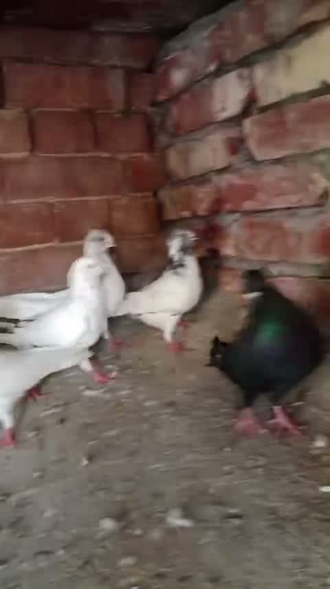 Highflyer Pigeon, farm video