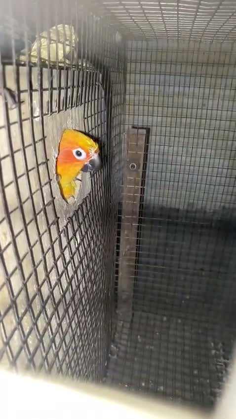 Sun Conure, farm video