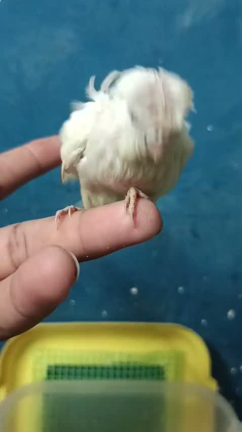 Helicopter Budgies, farm video