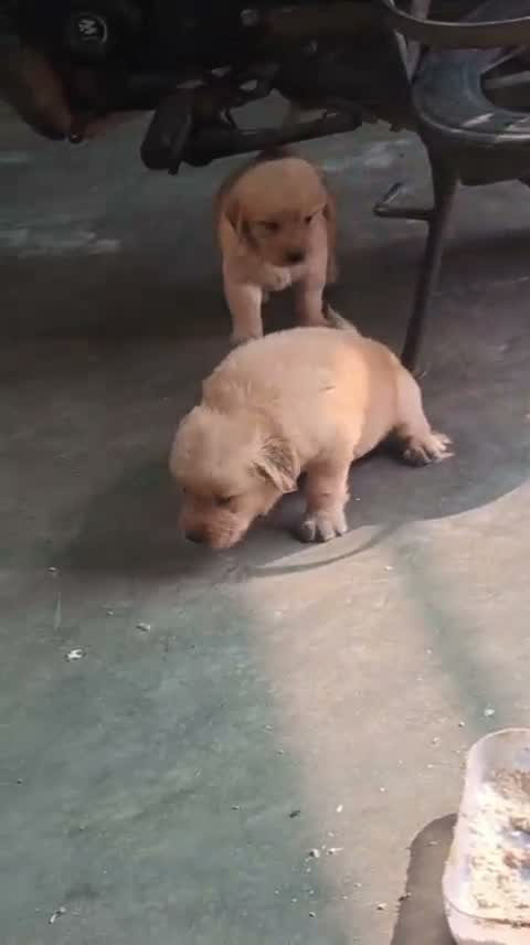 Golden Retriever, farm video