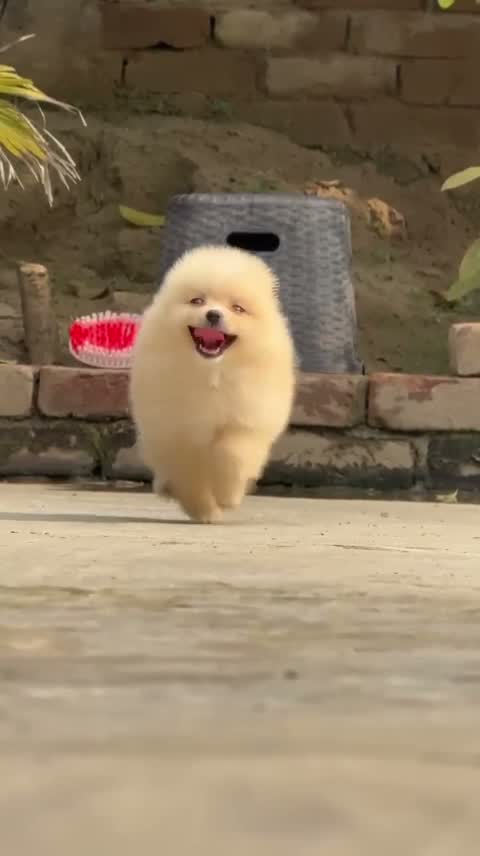 Pomeranian Puppy, farm video