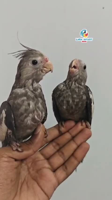 Cockatiel, farm video