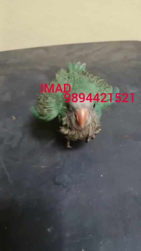 Yellow Monk | Lutino Quaker Parrot, farm video