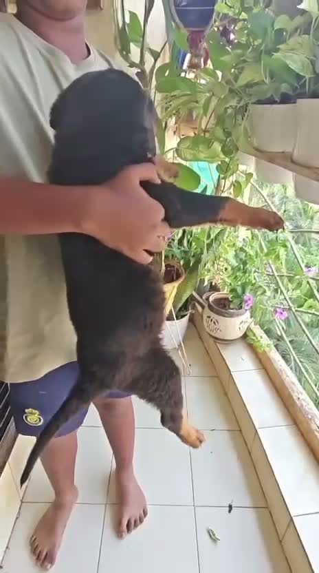 Rottweiler Puppy, farm video