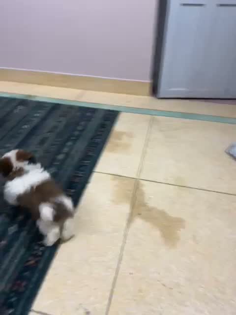 Shih Tzu | Black Color, farm video