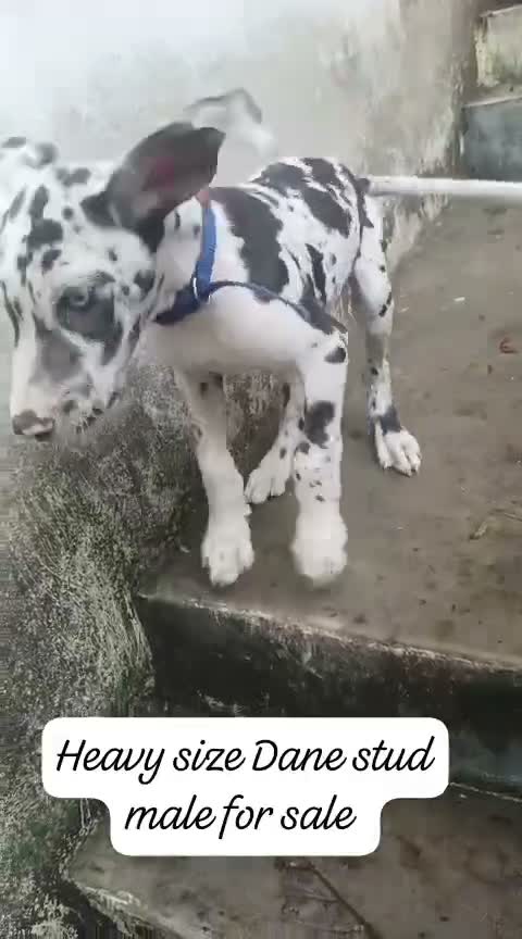 Great Dane Puppy, farm video