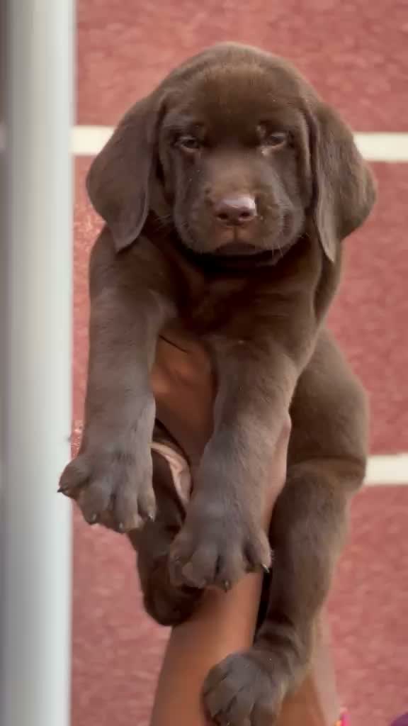 Beagle Black & Tan Puppy, farm video