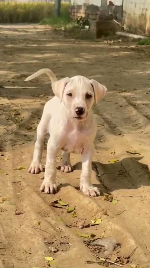 American Bully XXL Size Puppy, farm video