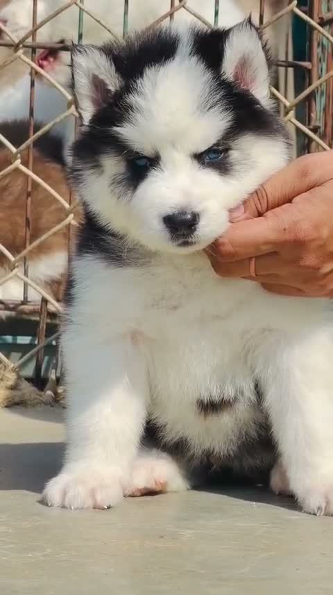 Siberian Husky Puppy | Black & White Color, farm video