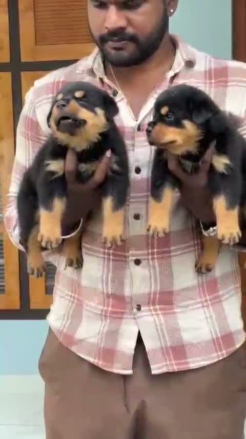 Dachshund Puppy | Brown & Tan, farm video
