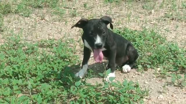American Bully XXL Size Puppy, farm video