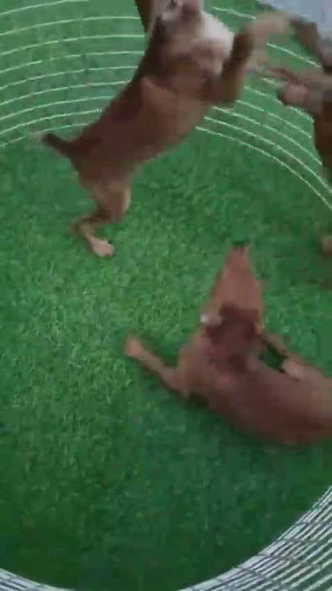 Miniature Pinscher Puppy | Brown & Tan, farm video