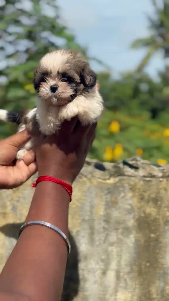 Shih Tzu | Black Color, farm video