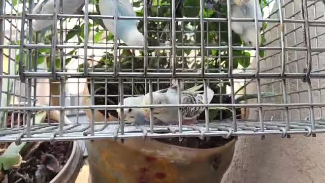 Budgies | Fallow, farm video