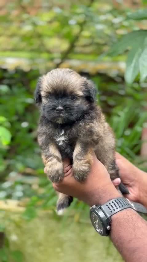 Shih Tzu | Black Color, farm video