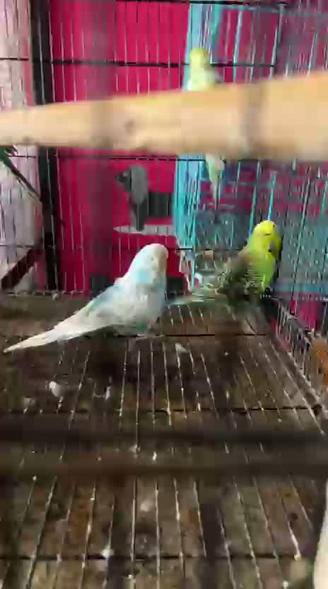 Exhibition Budgies, farm video