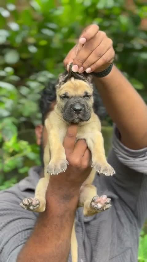 Great Dane Puppy, farm video