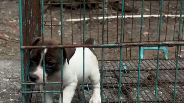 Pitbull Terrier Puppy, farm video