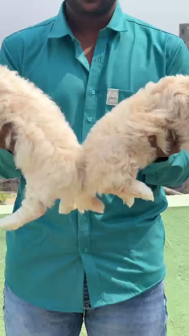Lhasa Apso Puppies, farm video