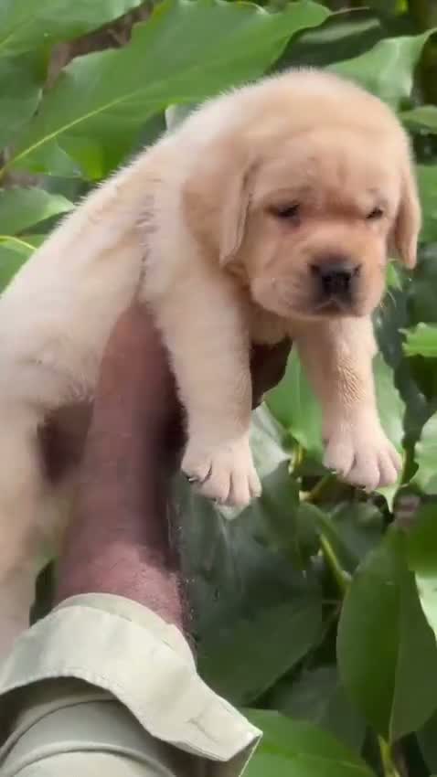 Beagle Black & Tan Puppy, farm video