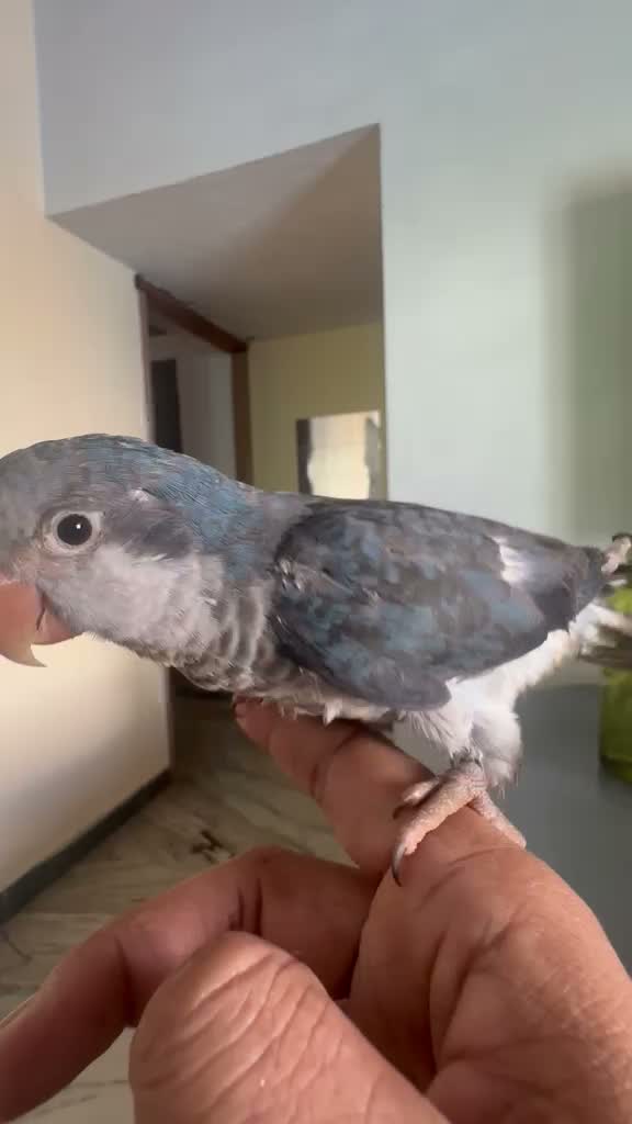Yellow Monk | Lutino Quaker Parrot, farm video