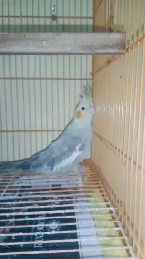 Cockatiel, farm video