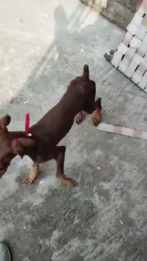 Doberman Pinscher Puppy, farm video