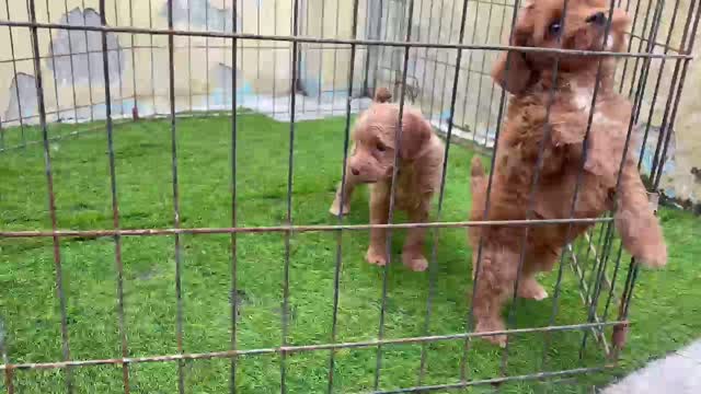 Maltipoo Puppy, farm video