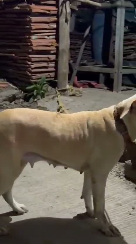 Dachshund Puppy | Brown & Tan, farm video