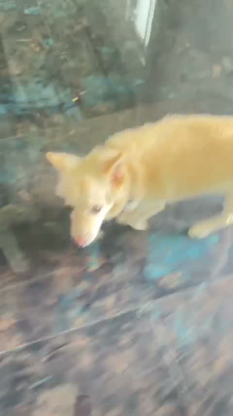 Culture Pom Puppy, farm video