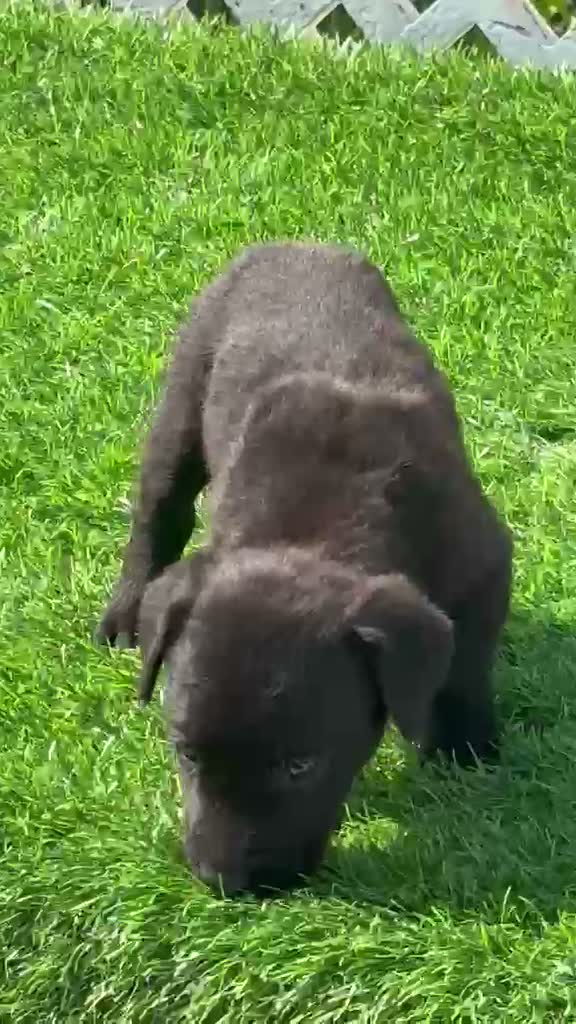 Beagle Black & Tan Puppy, farm video