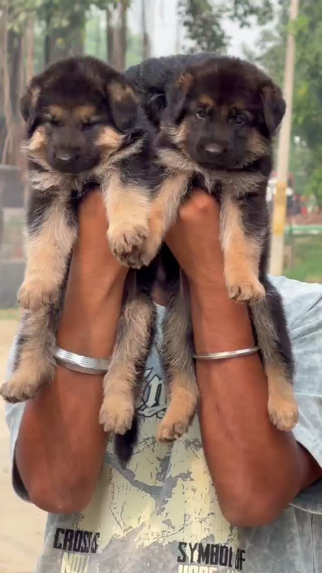 German Shepherd Puppy, farm video