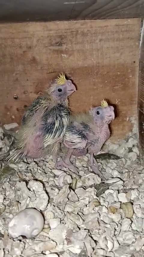 Cockatiel | Pied, farm video